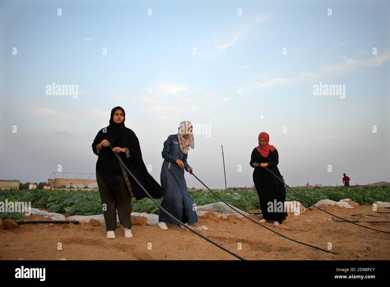 Gaza. Oktober 2020. Palästinensische Frauen arbeiten am 28. Oktober 2020 auf einem Bauernhof nahe der Grenze zwischen dem Gazastreifen und Israel, östlich der Stadt Khan Younis im südlichen Gazastreifen. Israel verhängte an der Ostgrenze des Gazastreifens eine Pufferzone von 300 Metern und behauptete, dass die Pufferzone palästinensische bewaffnete Gruppierungen daran hindern könnte, Angriffe auf israelisches Gebiet zu starten. Dieser Schritt forderte jedoch einen Tribut für den Agrarsektor in Gaza, da viele fruchtbare Länder entlang der Grenze für die Bewohner des Gazastreifens zu gefährlich geworden sind, um sich ihnen zu nähern. Kredit: Rizek Abdeljawad/Xinhua/Alamy Live Nachrichten Stockfoto
