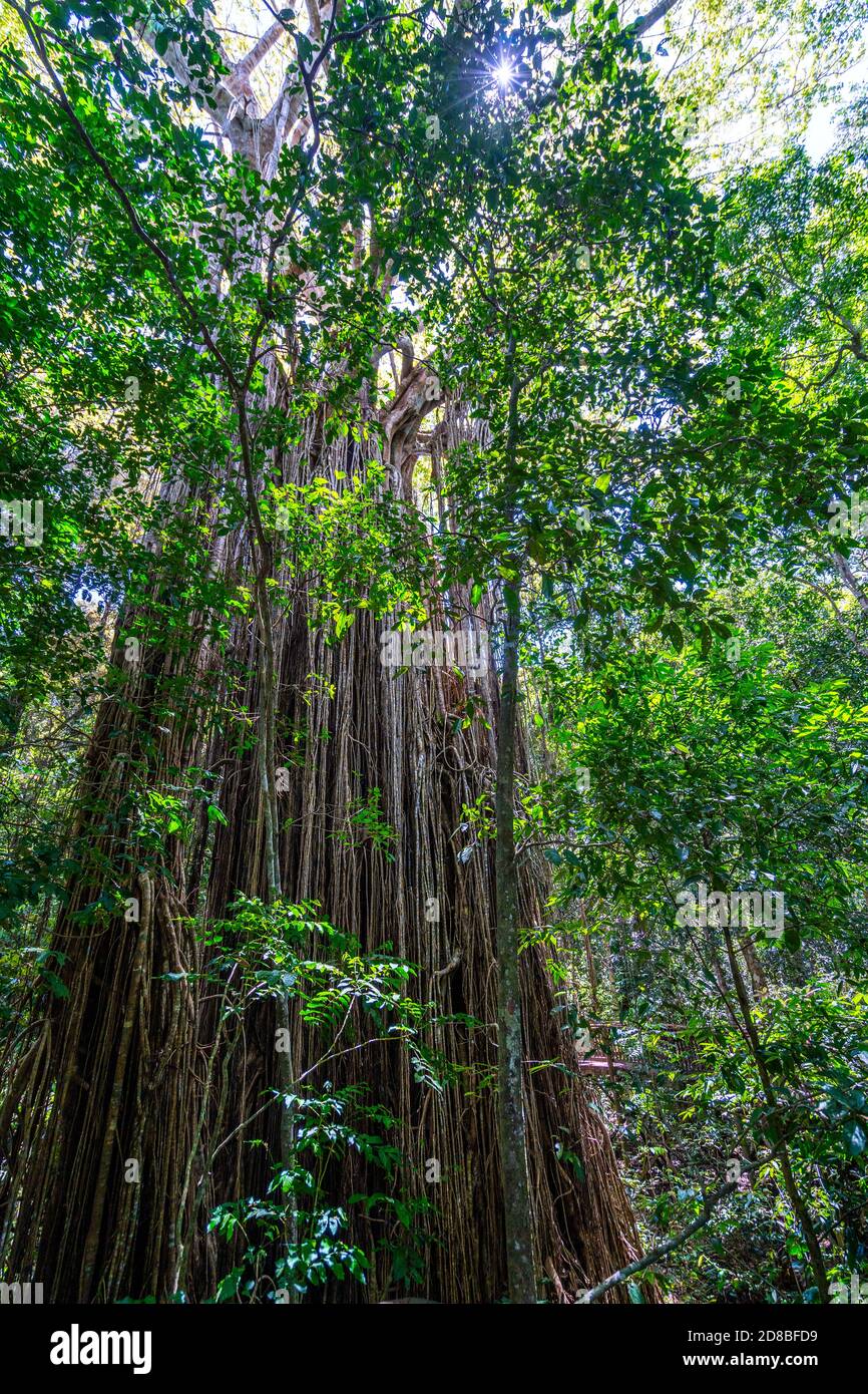 Curtain Fig, Curtain Fig National Park, Yungaburra, Atherton Tablelands, North Queensland, Australien Stockfoto