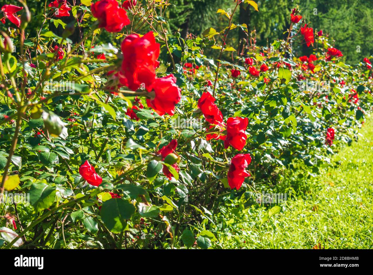 Schöne rote Rosen gegen das Grün. Stockfoto