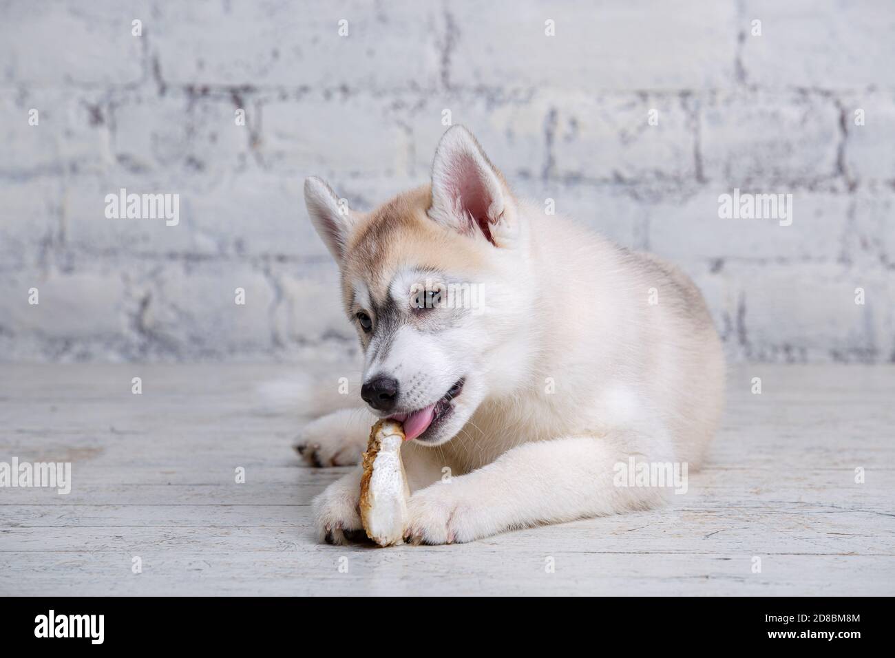 Lächelnd glücklich Haustier Hund hell gefärbte Husky Welpen nagt mit Freude  Knochen der Nahrung. Hunde Delikatesse. Doggy Kauen auf natürliche rawhide  Knochen. Getrocknetes Schweinefleisch Stockfotografie - Alamy