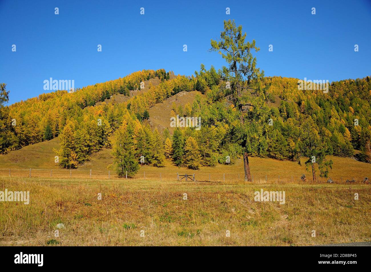 Zwei Kiefern wachsen auf einer Weide nahe dem Zaun auf der Seite eines hohen Hügels mit Kiefern und gelbem Laub wächst auf ihm. Altai, Sibirien, Russland. Stockfoto