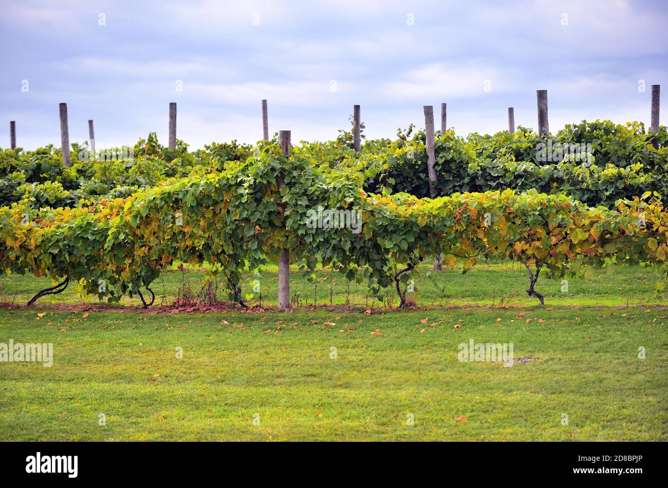 Ellsworth, Michigan, USA. Weinreben auf einem Western Michigan Weinberg. In der Region gibt es zahlreiche Weingüter und Weingüter. Stockfoto