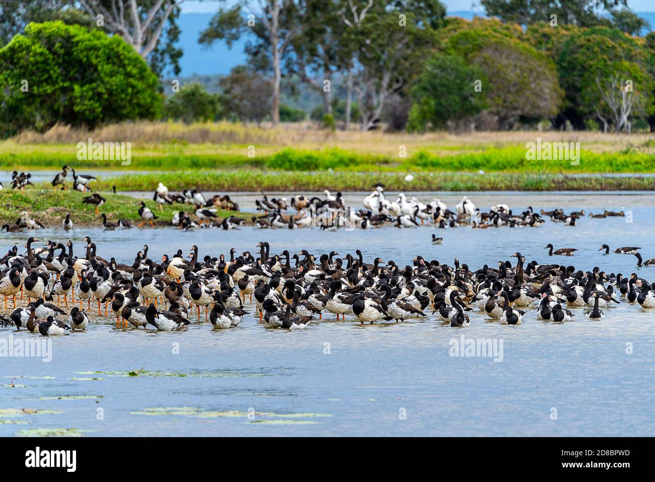 Schwarm Elster-Gänse (Anseranas semipalmata) im St Lawrence Wetland, North Queensland, Australien Stockfoto