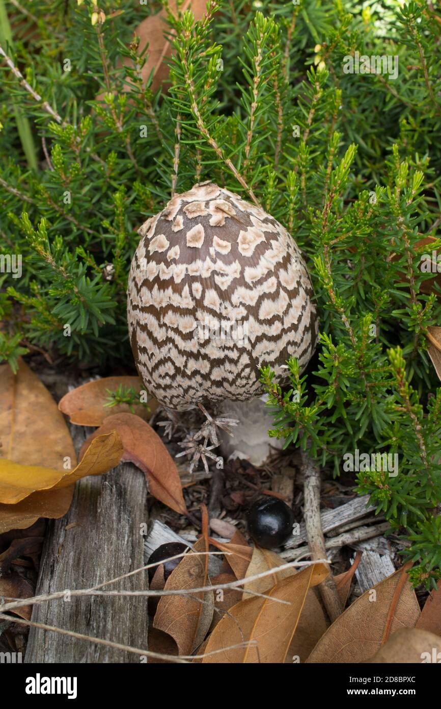 Der Magpie-Pilz. Ein häufiger und ungenießbarer Pilz, der im feuchten Herbstwald gefunden wird. Stockfoto