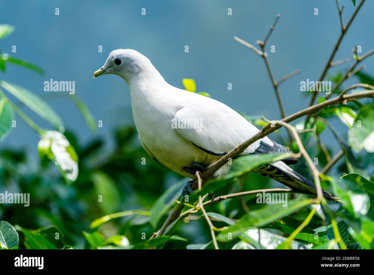 Auf dem Ast sitzende Riedtaube (Ducula bicolor). Stockfoto