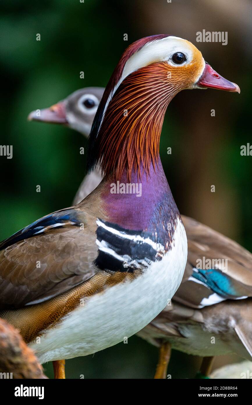 Mandarinente (Aix Galericulata) Stockfoto