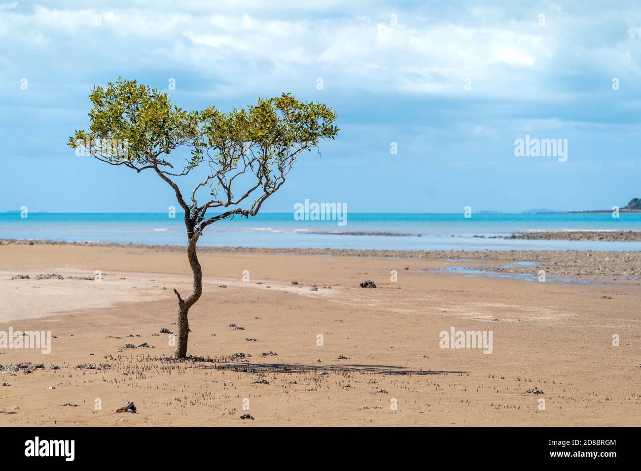 Mangrovenbäume in der Mittagssonne bei Ebbe auf dem Watt, Clairview, Central Queensland, Australien Stockfoto