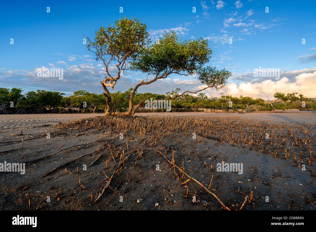 Pneumatophores oder Luftwurzeln, die bei Ebbe aus dem Watt um graue Mangroven aufsteigen, Clairview Central Queensland, Australien Stockfoto