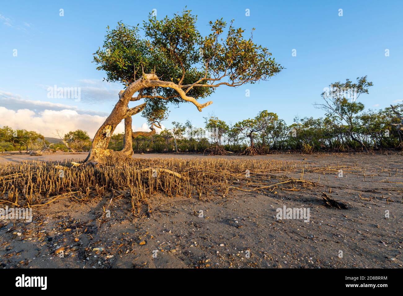 Pneumatophores oder Luftwurzeln, die bei Ebbe aus dem Watt um graue Mangroven aufsteigen, Clairview Central Queensland, Australien Stockfoto