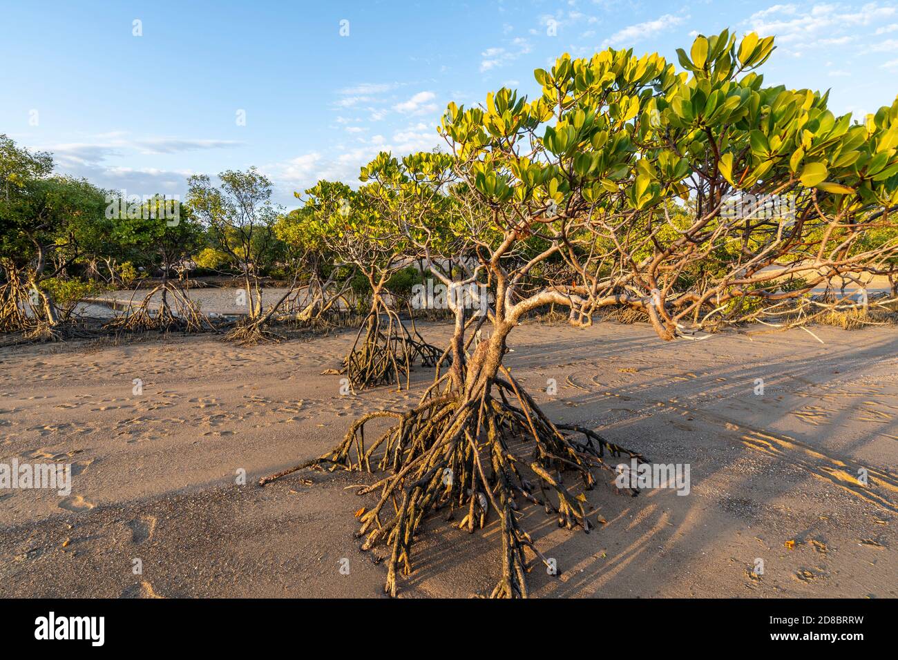 Mangroven auf dem Watt bei Ebbe, Clairview, Central Queensland, Australien Stockfoto