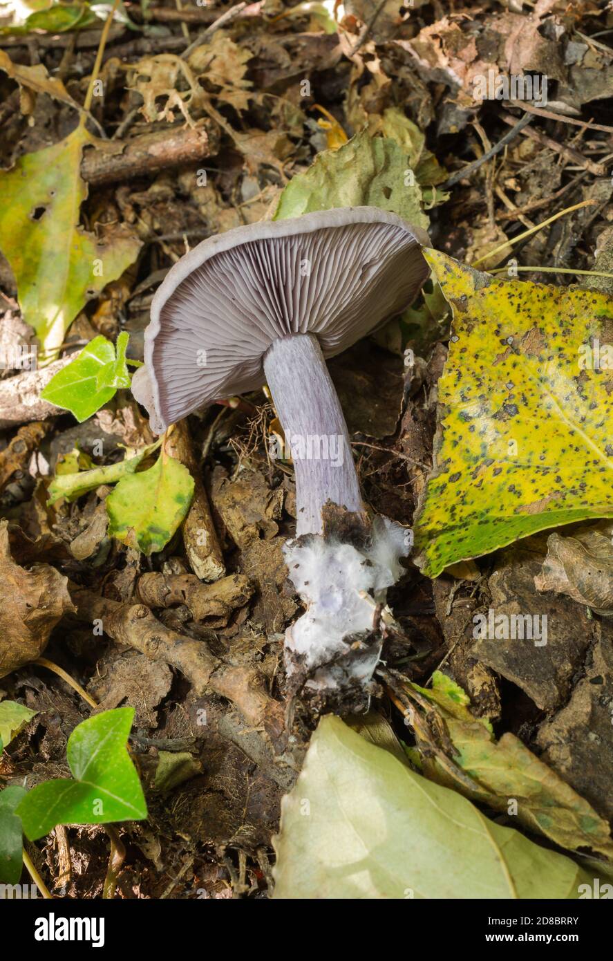 Ein entwurzelter blewit oder Klitocybe nuda, zeigt Kiemen, Rock-freien Stamm und die mycelial Zellen. Stockfoto