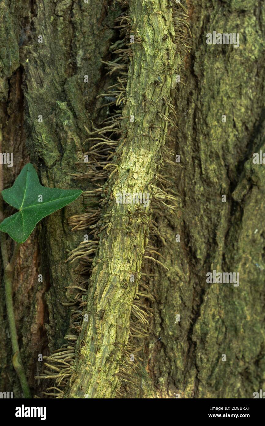 Die dicke Rebe eines Efeus, die an einem Baumstamm befestigt ist. Stockfoto