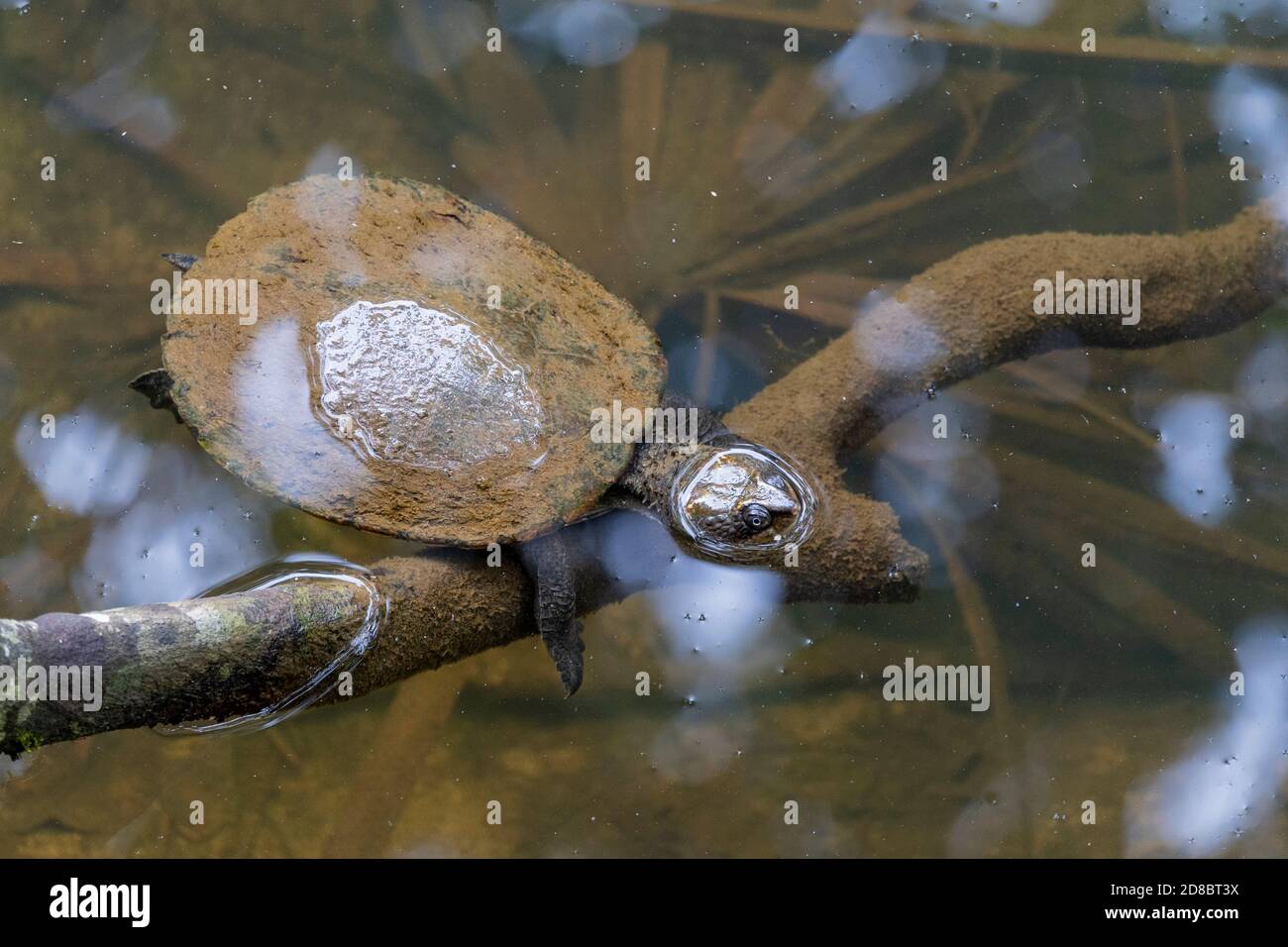 Sägeschälte Schildkröte (Elseya latisternum) Schwimmen in Broken River , Eungella National Park, Queensland, Australien Stockfoto