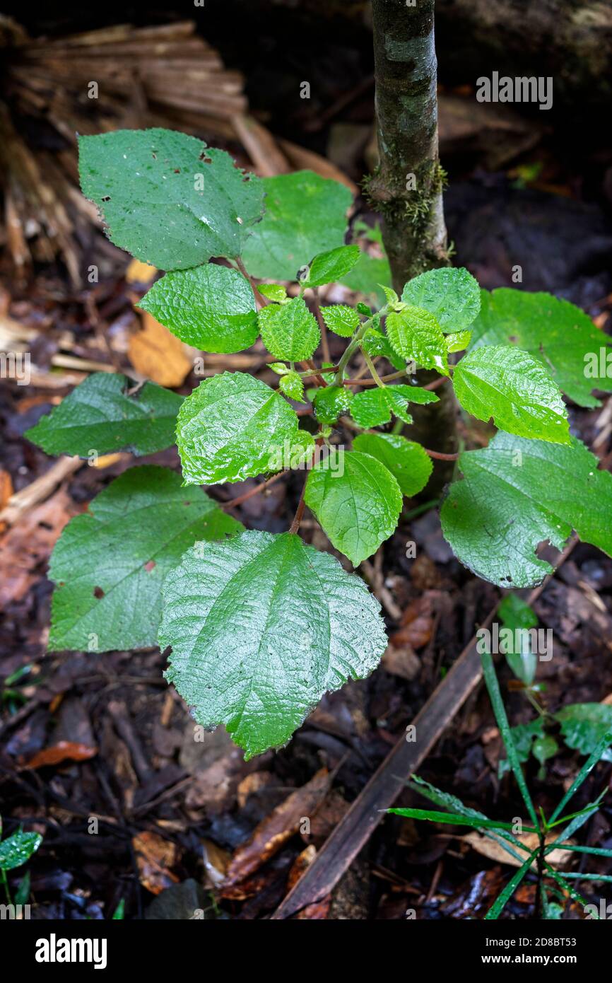 Stinging Tree (Dendrocnide moroides) Eungulla National Park, North Queensland, Australien Stockfoto