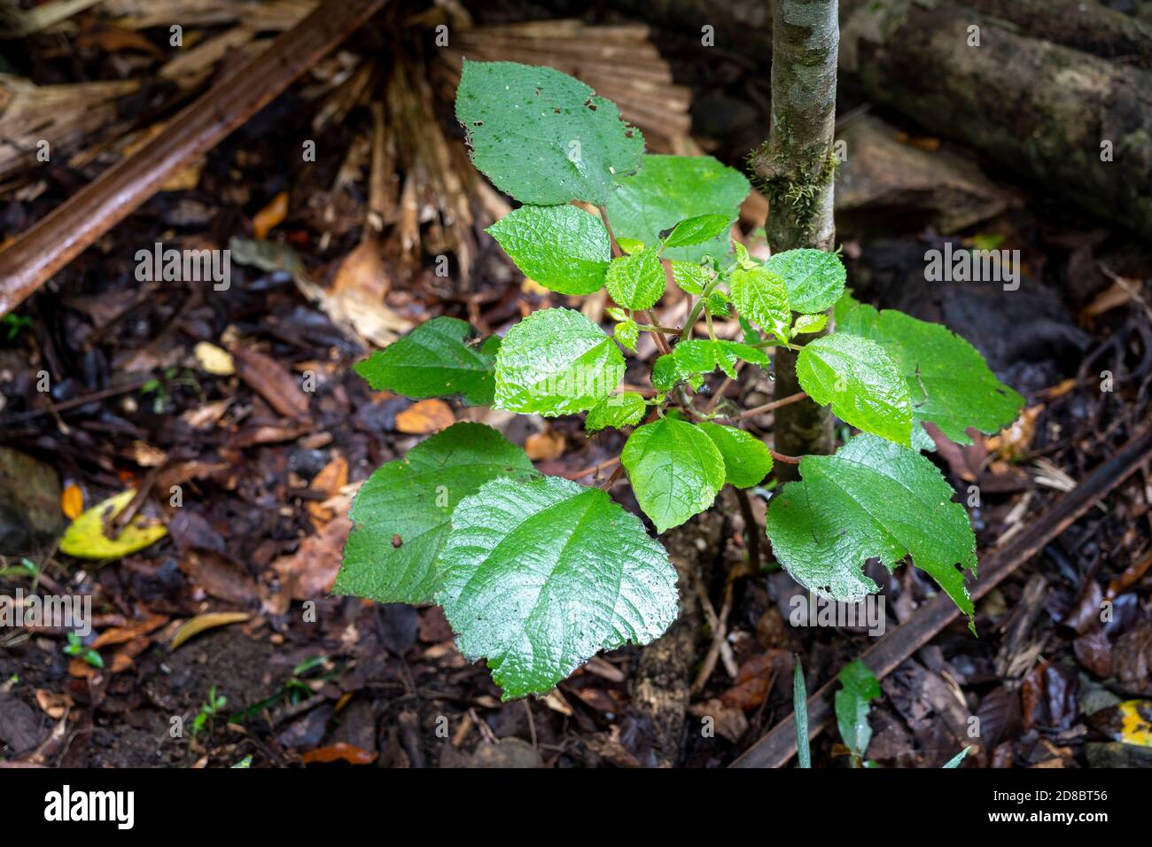 Stinging Tree (Dendrocnide moroides) Eungulla National Park, North Queensland, Australien Stockfoto