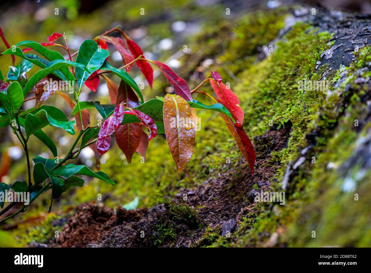 Farbenfrohes neues Blattwachstum im Regenwald, Eungella National Park, North Queensland, Australien Stockfoto