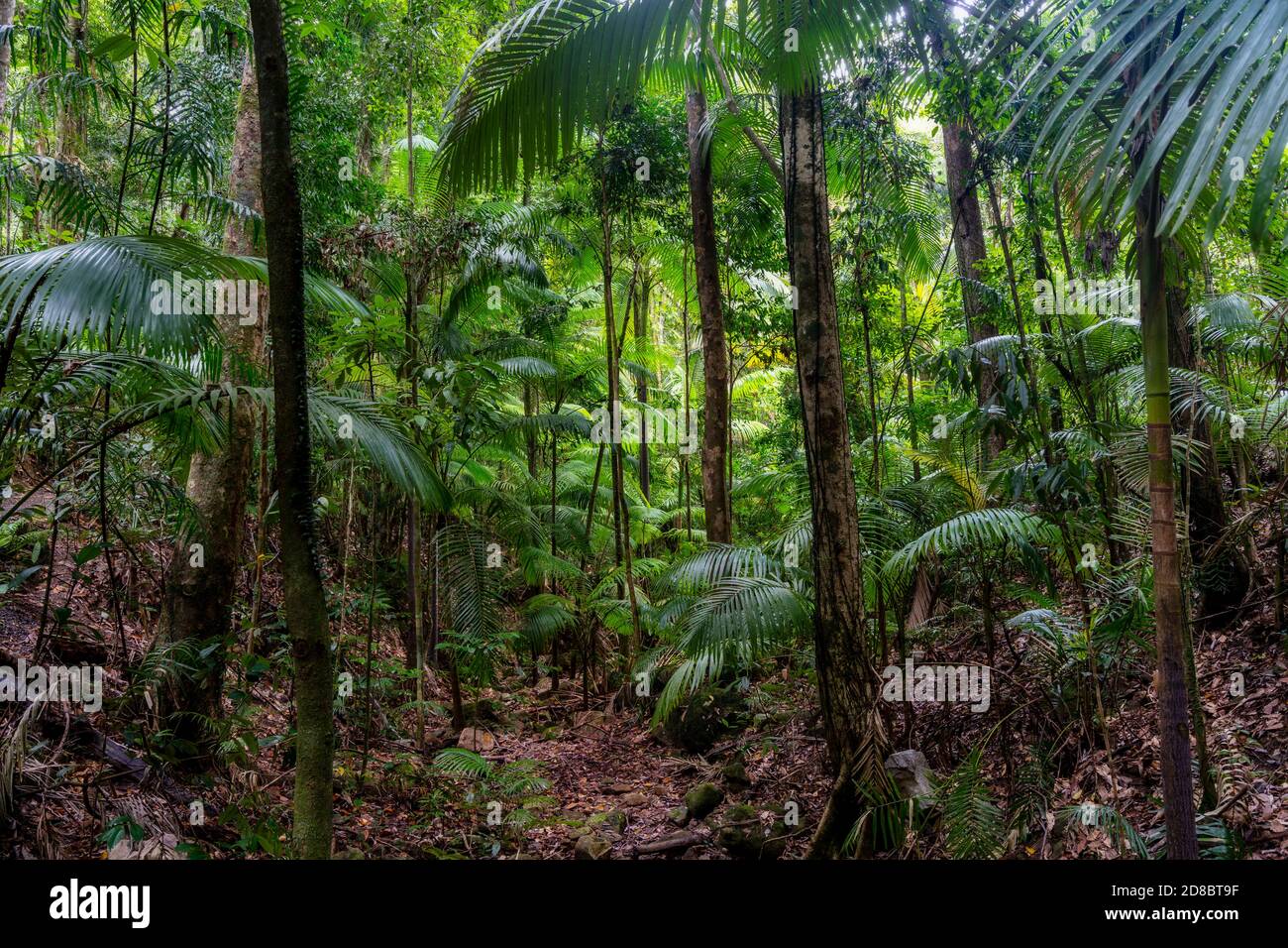 Lebensraum Regenwald, Eungella National Park, North Queensland Australien Stockfoto