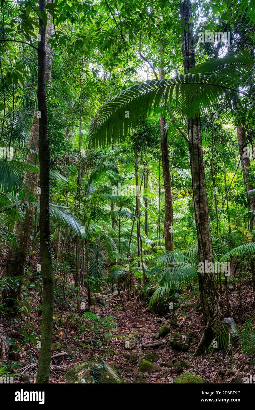 Lebensraum Regenwald, Eungella National Park, North Queensland Australien Stockfoto
