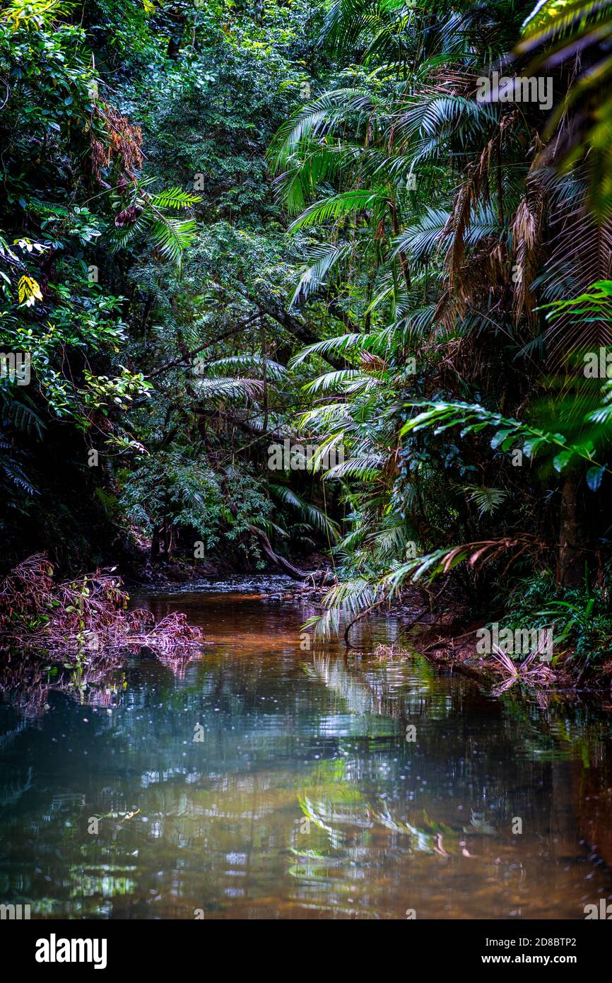 Regenwald am Lacey Creek Wanderweg nahe Mission Beach North Queensland, Asutralia Stockfoto
