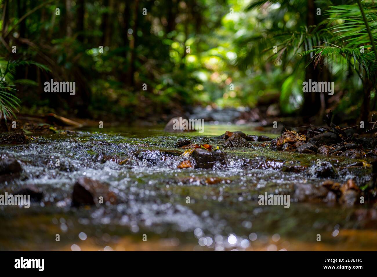 Regenwald am Lacey Creek Wanderweg nahe Mission Beach North Queensland, Asutralia Stockfoto