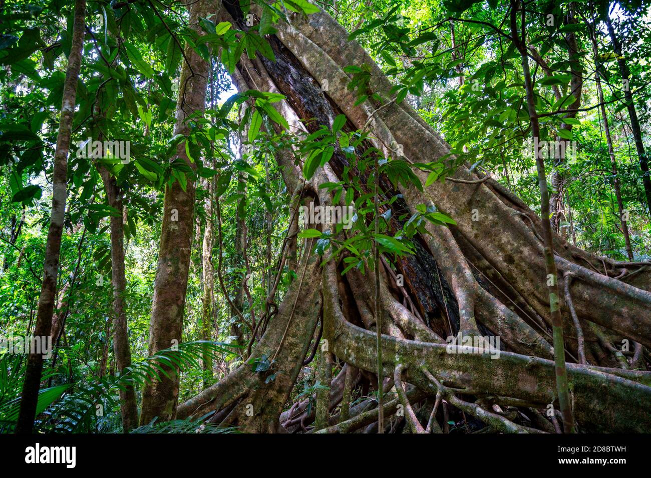 Wurzeln auf altem Baum, Mossman Gorge North Queensland Stockfoto
