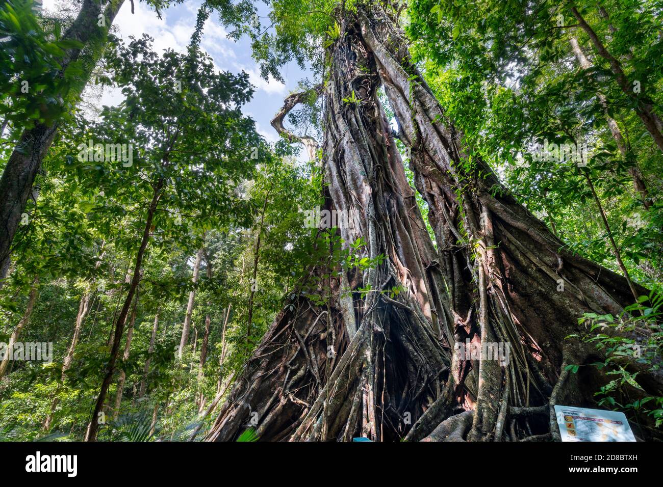 Wurzeln auf altem Baum, Mossman Gorge North Queensland Stockfoto