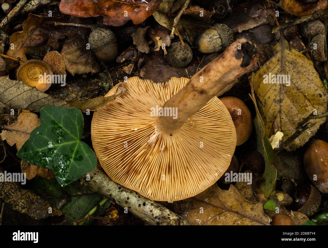 Die Kiemen des Eichenmilchkappenpilzes oder lactarius quietus. Stockfoto