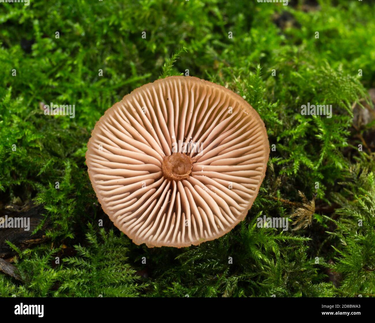 Die Kiemen des Betrügers Pilz oder Laccaria laccata Stockfoto