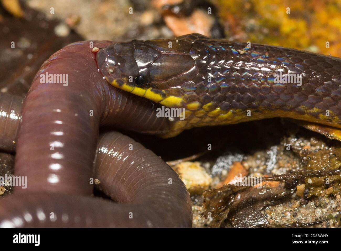 Nahaufnahme der Dunns-Erdschlange (Atractus dunni), die einen Wurm in freier Wildbahn verschluckt. Stockfoto