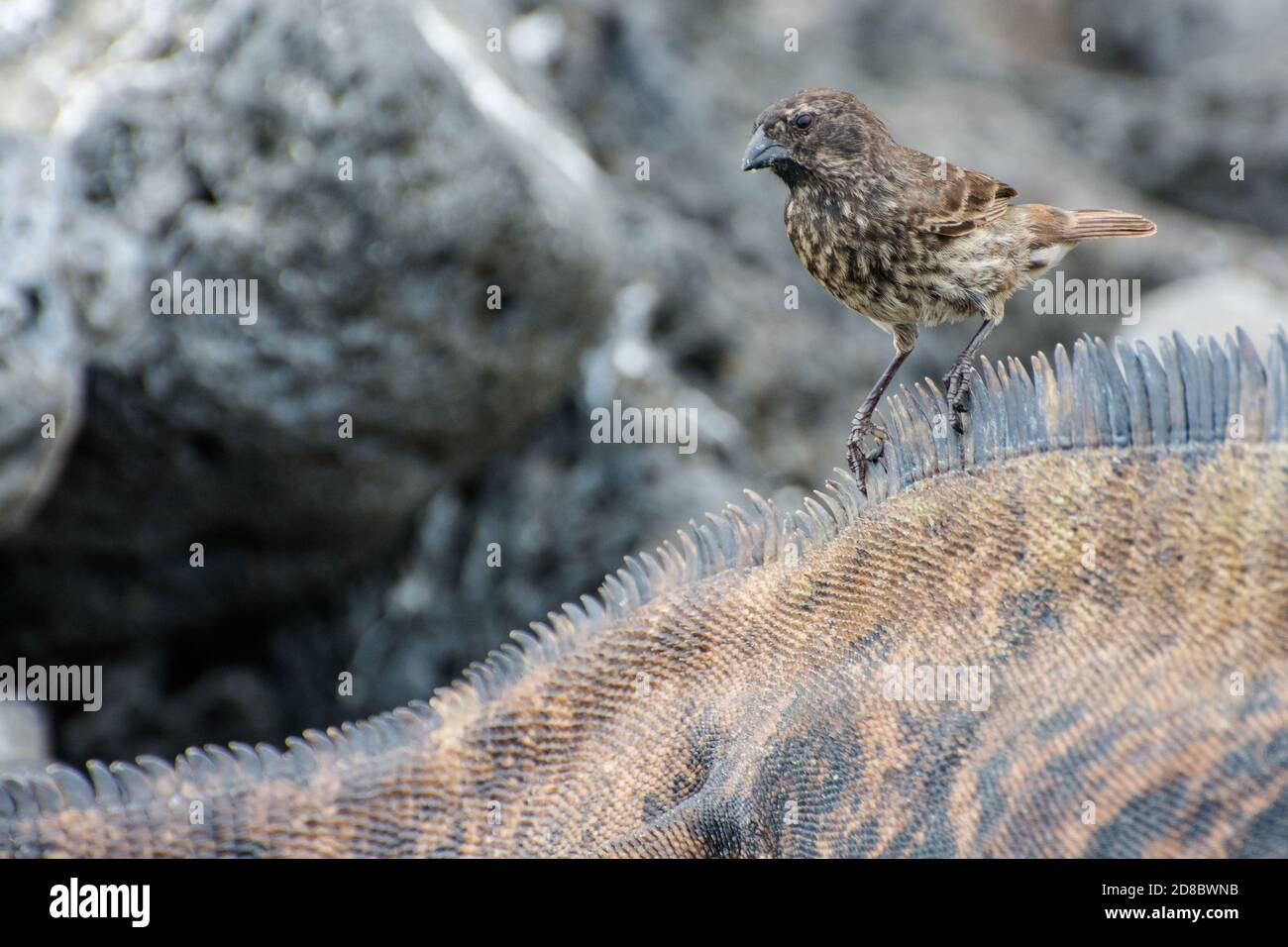 Ein kleiner Erdfink (Geospiza fuliginosa) sitzt auf einem marinen Leguan, reinigt Zecken und andere Parasiten von der Haut der Leguane. Stockfoto