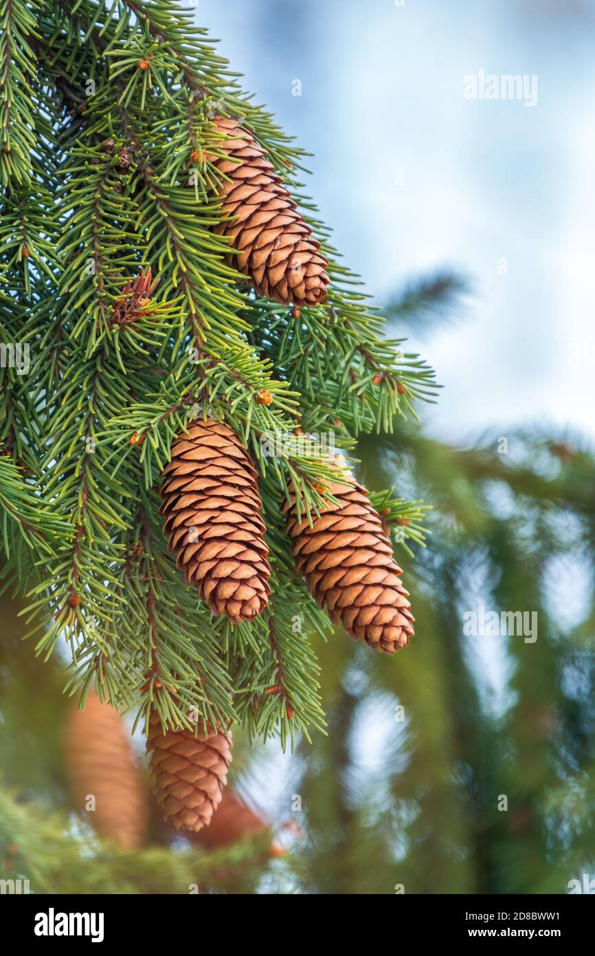Grüne Fichtenzweige mit Nadeln und vielen Zapfen im Winter. Viele Zapfen auf Fichte. Tannenbaum. Hintergrundbild mit Kopierbereich Stockfotografie