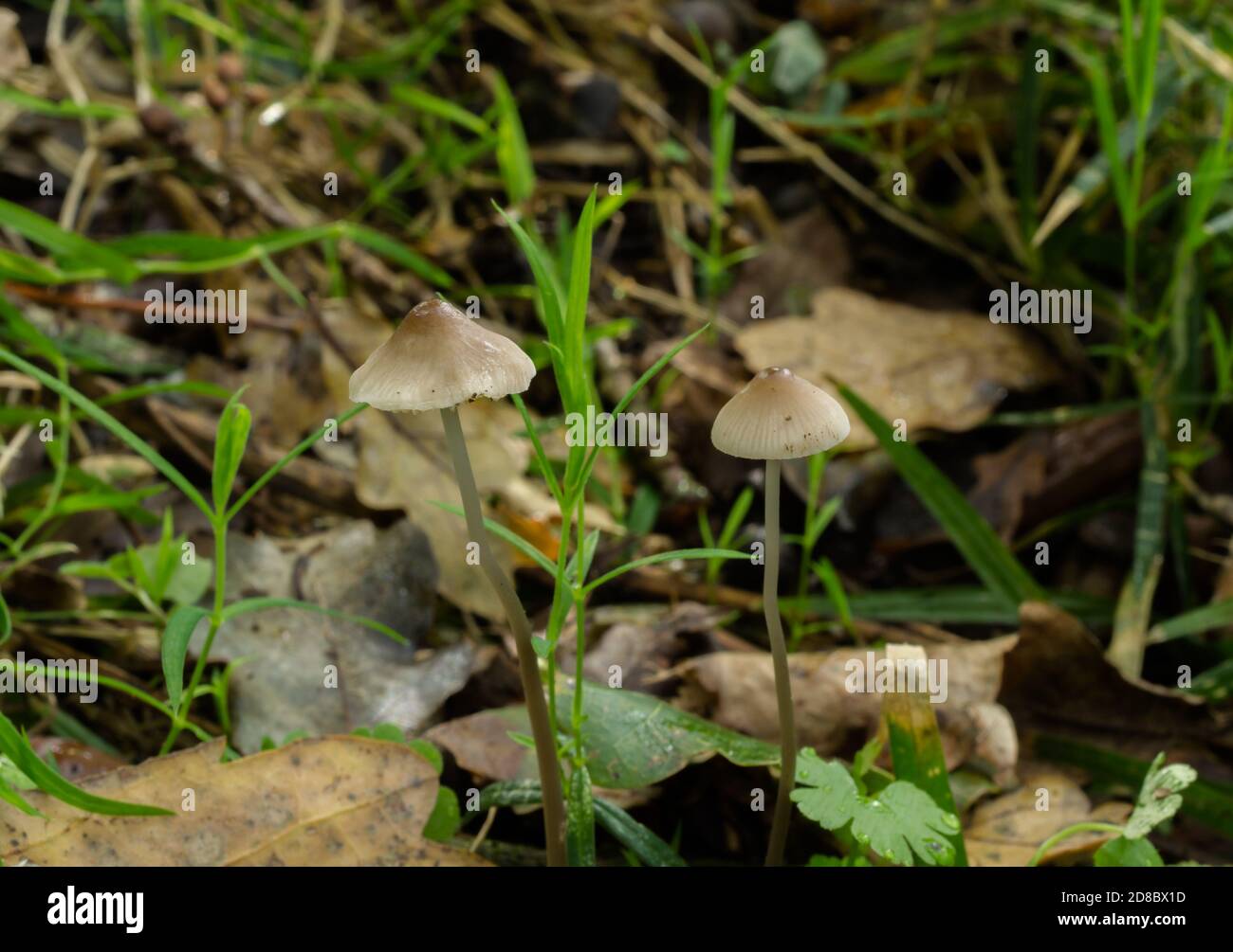 Ein Paar Feenhaube oder mycena galericulata Pilze auf einem feuchten Waldboden. Stockfoto