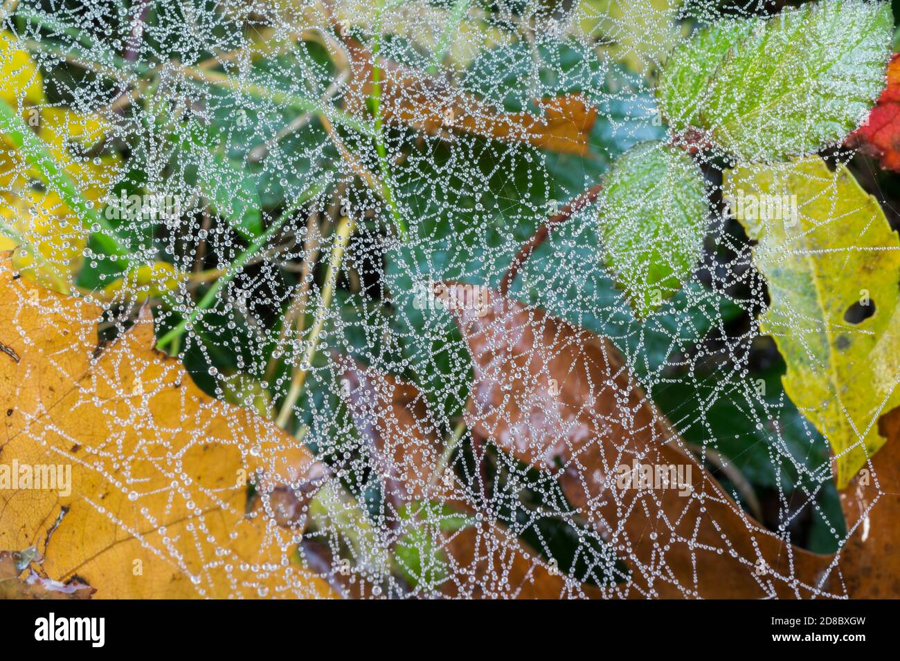 Ein Spinnennetz aus dem Herbst, bedeckt mit Tautropfen. Stockfoto