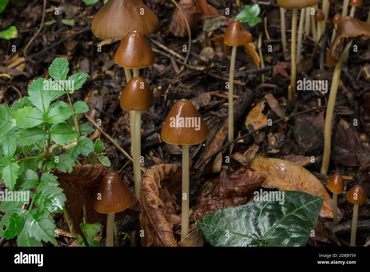 Eine Gruppe von Freiheitsmütze Pilze oder Psilocybe semilanceata wächst im Oktober Wald. Stockfoto