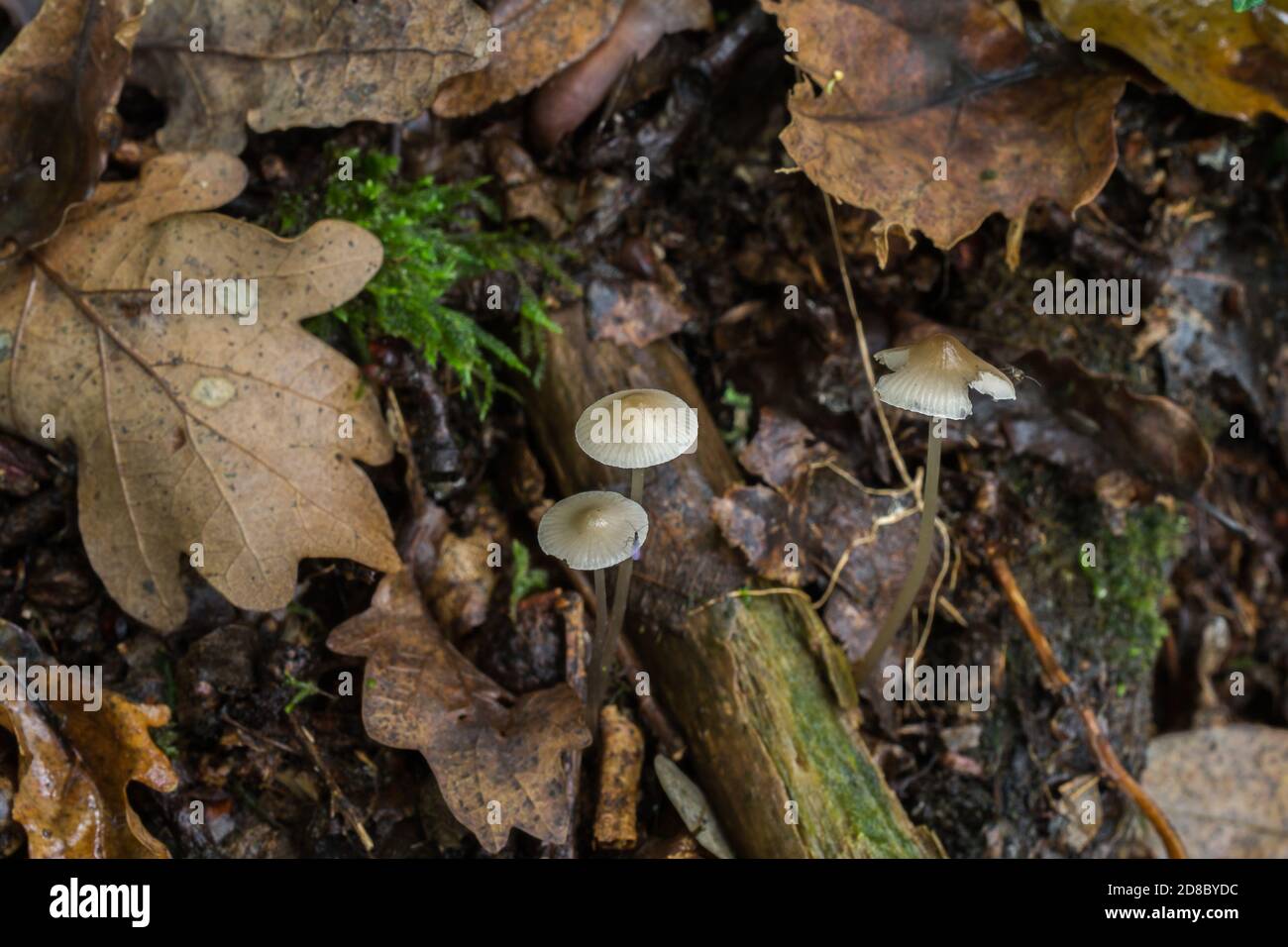 Der kleine Feenhelm oder mycena galericulata, der im tiefen Blattstreu wächst. Stockfoto