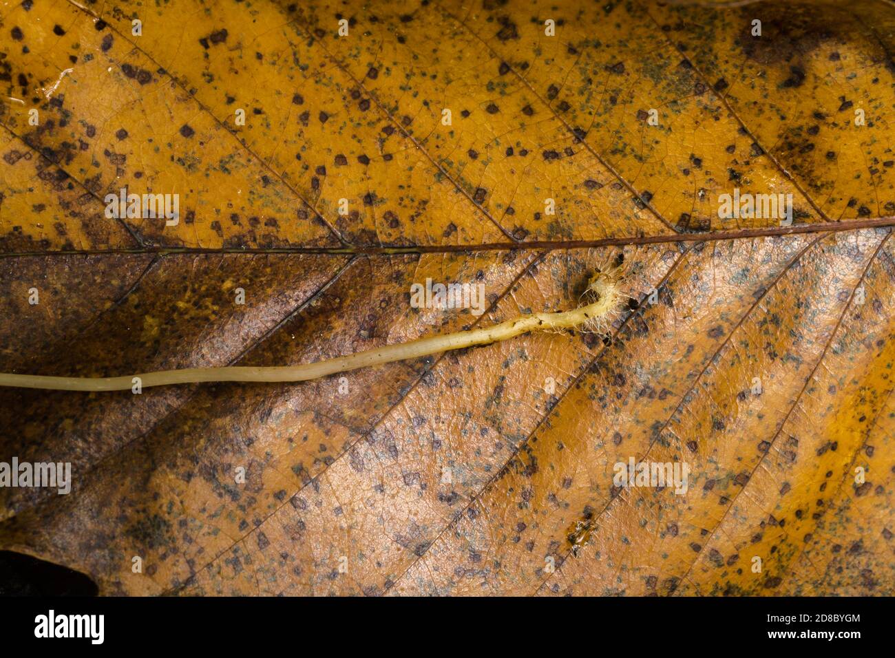 Teil des Stammes und Myzel des mycena galericulata oder Feenhelmpilz, ruhend auf einem Blatt. Stockfoto