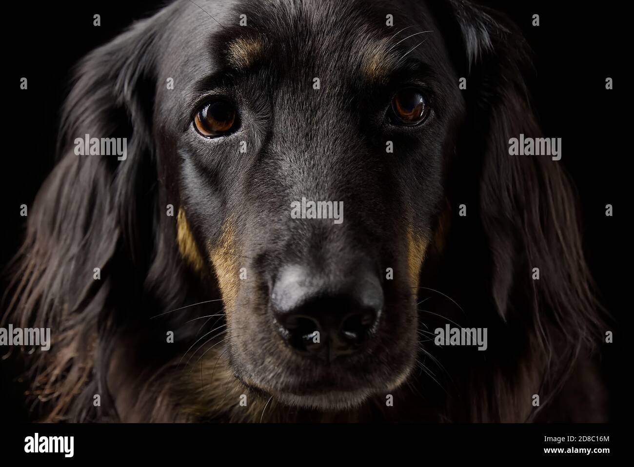 Schwarzes hovawart-Porträt auf dunklem Hintergrund. hovawart femaile Hund auf schwarzem Hintergrund. Schwarzer Hund Nahaufnahme Porträt für Kalender Abdeckung selektiven Fokus Stockfoto