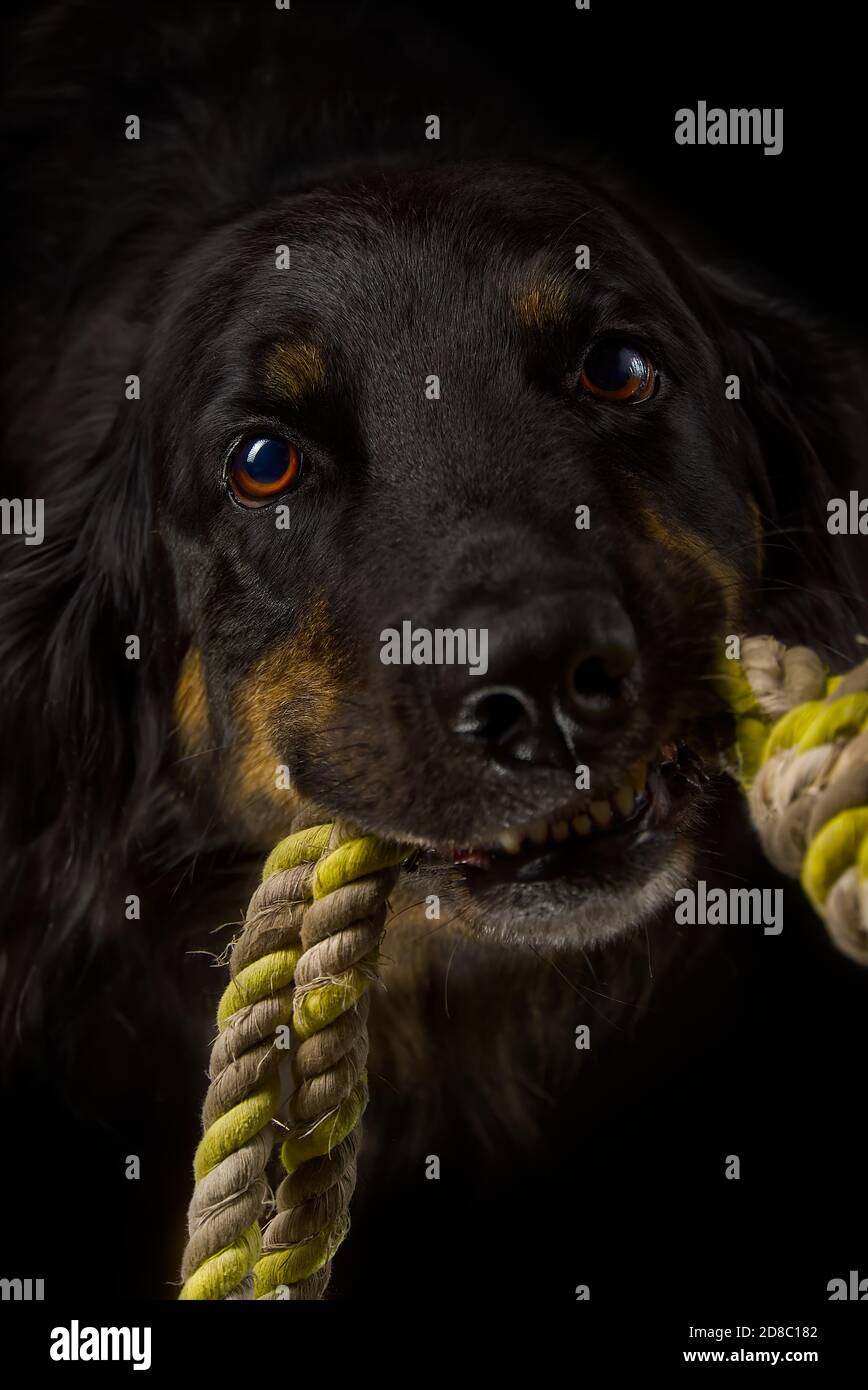 Schwarzes hovawart-Porträt auf dunklem Hintergrund. hovawart femaile Hund auf schwarzem Hintergrund. Schwarzer Hund Nahaufnahme Porträt für Kalender Abdeckung selektiven Fokus Stockfoto