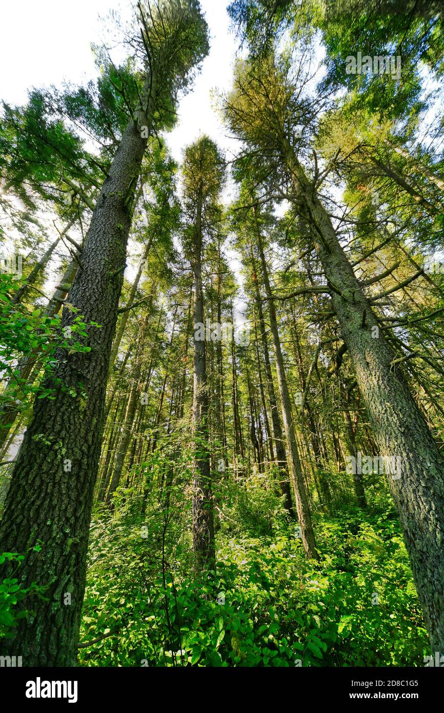 Küstenwälder mit dichtem Unterholz sind gute Orte zu erkunden, die feucht, eirig ruhig, voller Vögel und ruhige Wege sind, um den Wald zu überwinden. Stockfoto