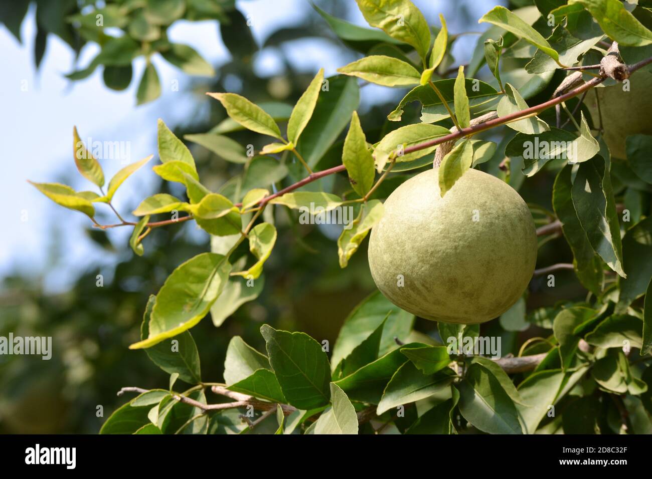 AEGLE Marmelos oder indische Bael Frucht auf dem Baum Stockfoto