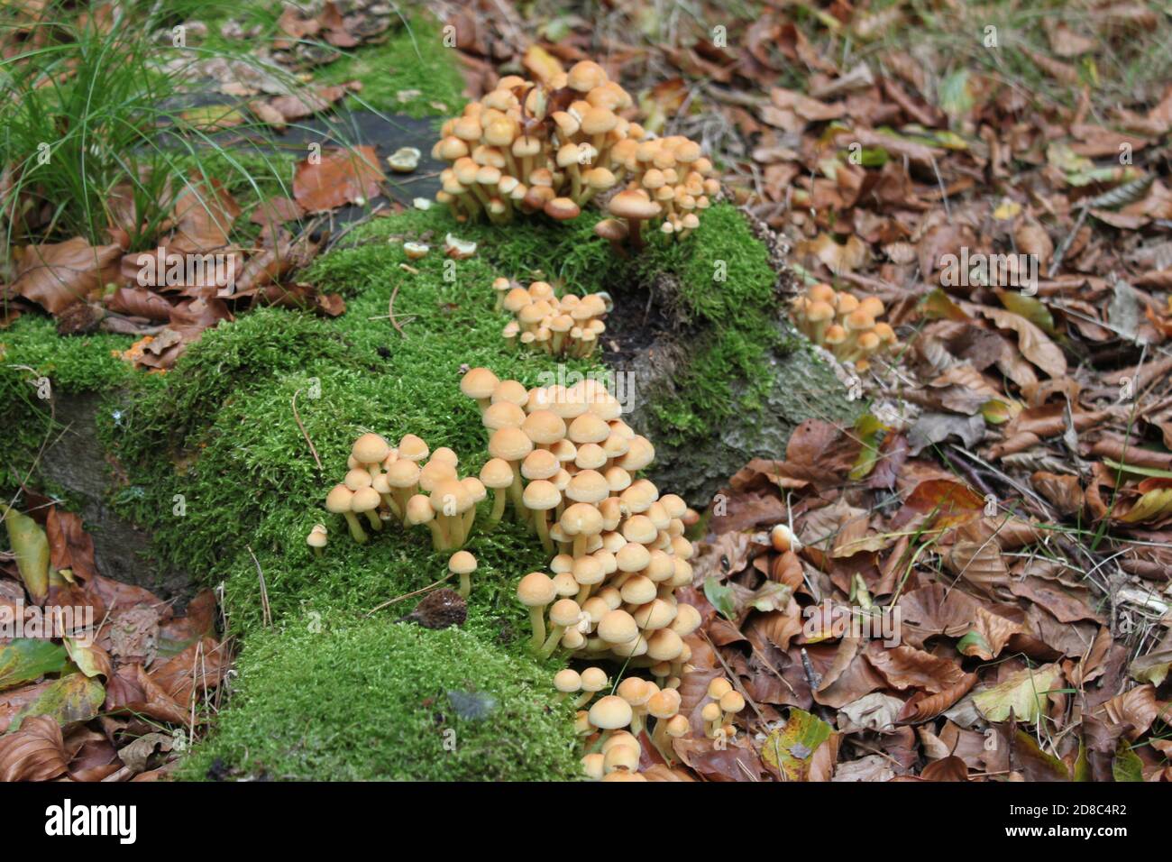 Nahaufnahme von Schwefeltuft Pilzen, die auf Moosen in A wachsen Wald bei Tag Stockfoto