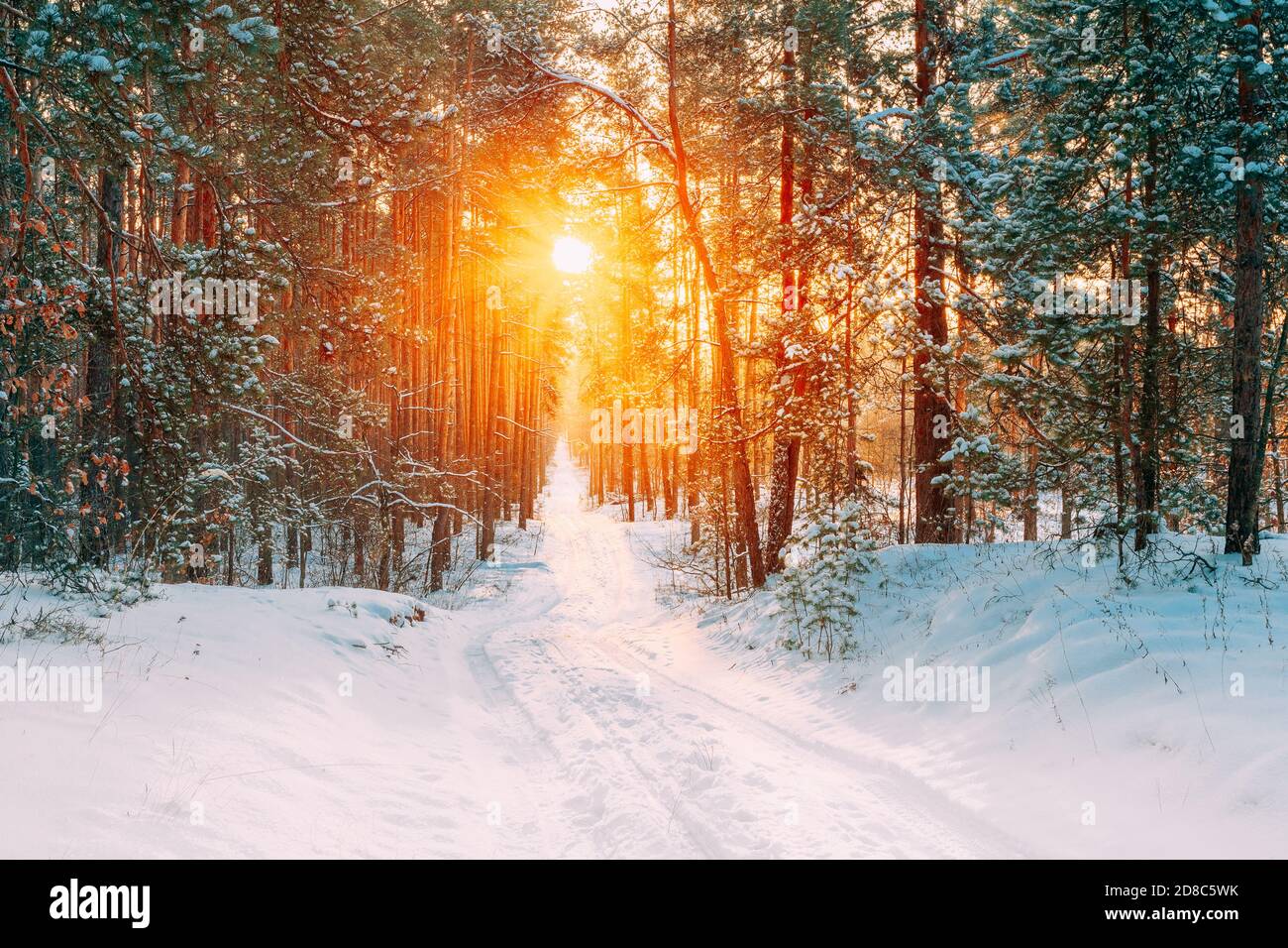 Erstaunlich schöner Sonnenuntergang Sonnenaufgang Sonne Sonnenschein im sonnigen Winter verschneiten Wald. Stockfoto