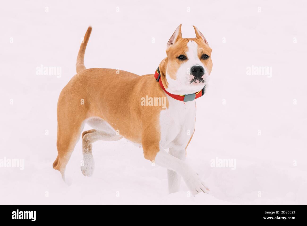 Hund American Staffordshire Terrier Im Schnee Am Wintertag Stehen Stockfoto