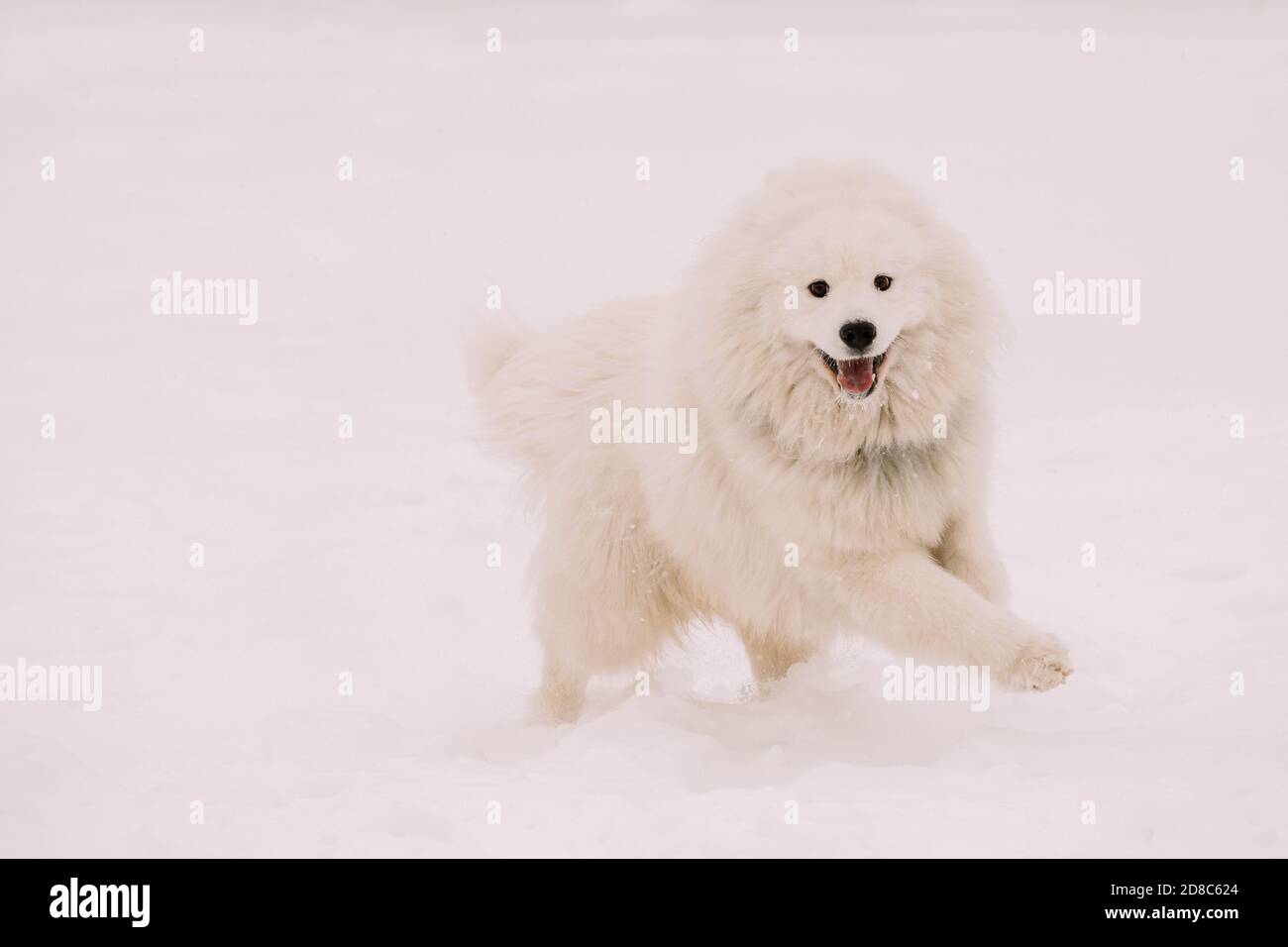 Lustige Junge Weiße Samoyed Hund Oder Bjelkier, Smiley, Sammy Spielen Fast Running Im Freien Im Schnee, Wintersaison. Verspieltes Haustier Stockfoto