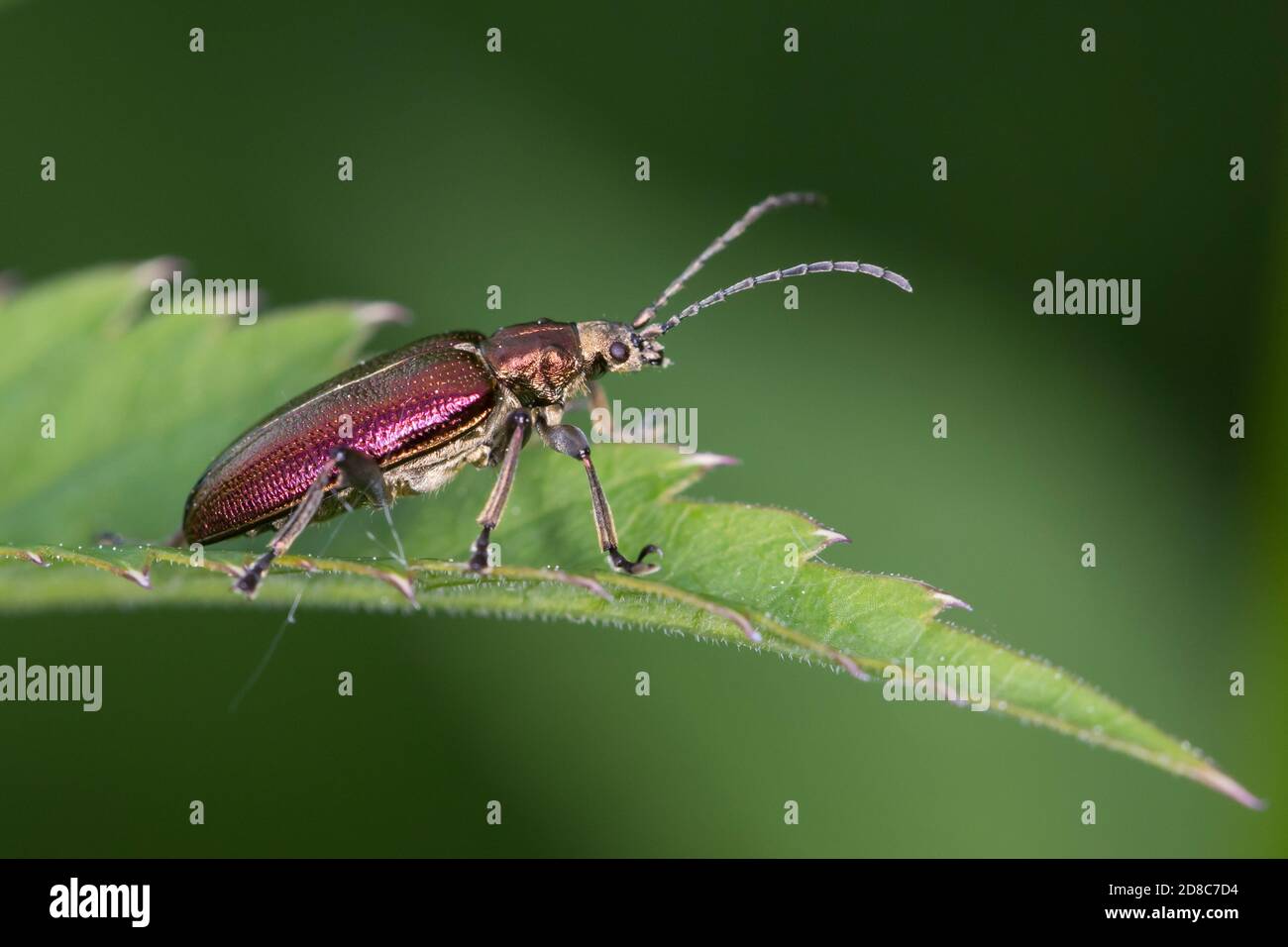 Seidiger Rohrkäfer, Rohrkäfer, Plateumaris sericea, Schilfkäfer, Schilfkäfer, Schilfkäfer Stockfoto