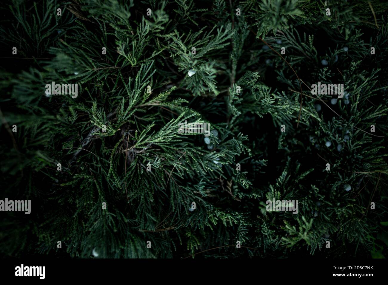 Kreatives Layout aus Christbaumzweigen. Frohe Weihnachtskarte. Stockfoto