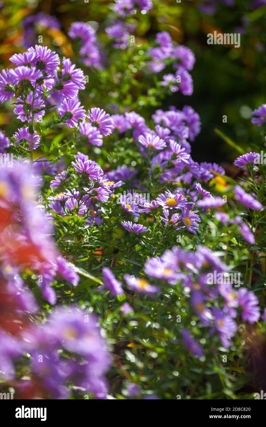 Die Aster blüht im Oktober in Schottland Stockfoto