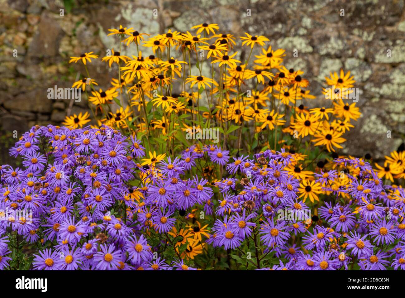 Aster und Rudbeckia hirta (Schwarze Augen susan) zusammen in einer Grenze gepflanzt Stockfoto