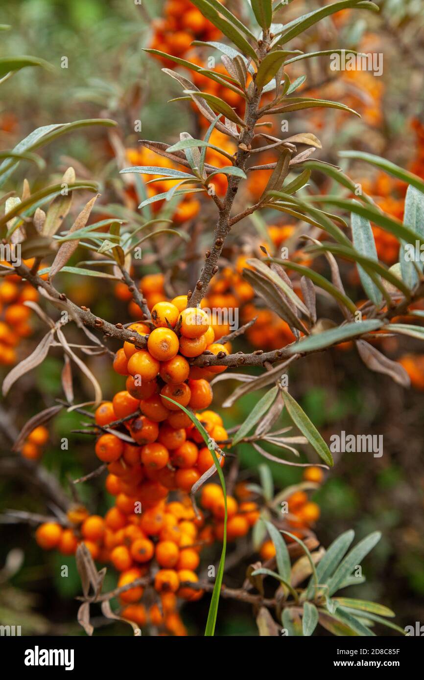 Meer Sanddorn Beeren Hippophae rhamnoides Stockfoto