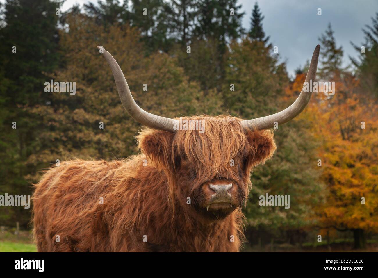 Porträt einer schottischen Highland Cow, die auf einem Feld gegen Herbstfarben steht. Stockfoto